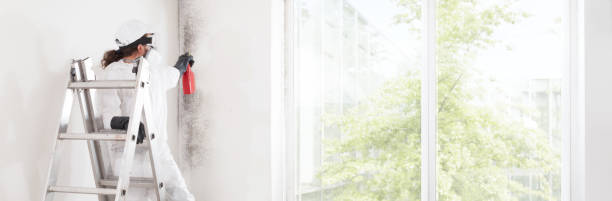 Best Mold Removal for HVAC Installations  in English, IN